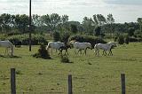 camargue (20)